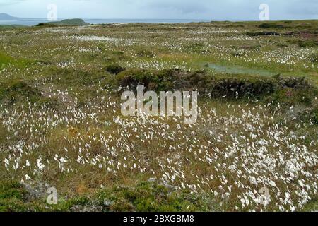 Horn Head, Corrán Binne, County Donegal, Irland, Éire, Irland, Írország, Europa Stockfoto