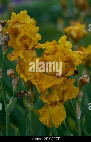 Dunkelgelb violett Iris West Coast mehrfarbige Iris Blume in Nahaufnahme Stockfoto