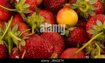 Nahaufnahme von frischen Erdbeeren, die zum Pflücken bereit sind Stockfoto