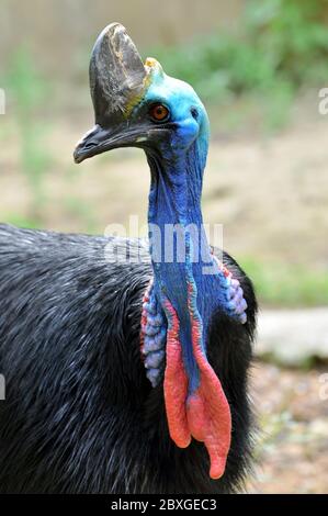 Cassowary Vögel sind meist sehr schüchtern und Vorsicht allein. Stockfoto