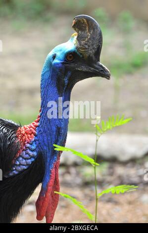 Cassowary Vögel sind meist sehr schüchtern und Vorsicht allein. Stockfoto