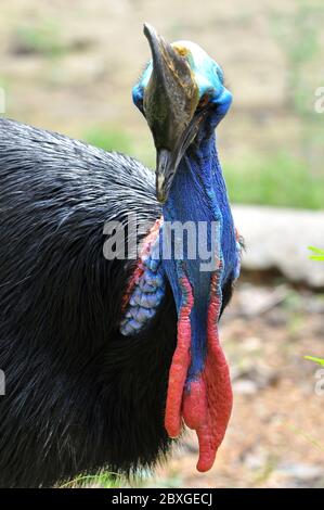 Cassowary Vögel sind meist sehr schüchtern und Vorsicht allein. Stockfoto