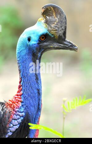 Cassowary Vögel sind meist sehr schüchtern und Vorsicht allein. Stockfoto