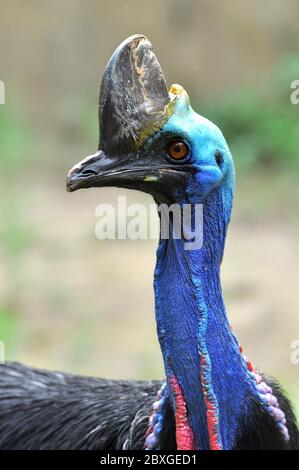 Cassowary Vögel sind meist sehr schüchtern und Vorsicht allein. Stockfoto