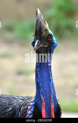 Cassowary Vögel sind meist sehr schüchtern und Vorsicht allein. Stockfoto