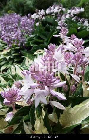 Hosta-Feuer und Eis Stockfoto