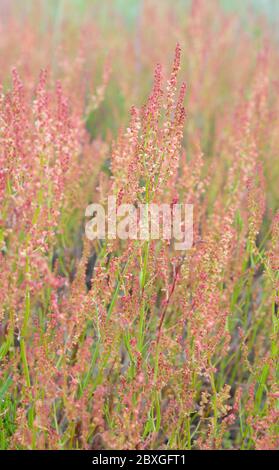 Rumex acetosella, allgemein bekannt als roter Sauerampfer, Schafsaurel, Feldsaurel und saures Unkraut Stockfoto