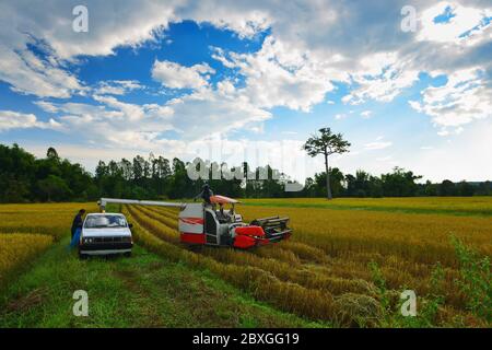 Zwei Bauern arbeiten in einem Reisfeld mit einem Mähdrescher, Thailand Stockfoto