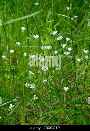 Cerastium fontanum, auch als Mouseohr-Kicherkraut, gemeines Mouseohr oder Sternkraut bezeichnet. Stockfoto