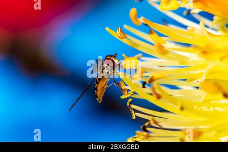 Winzige Schwebefliege saugt Nektar aus einer seltenen Raketenblume in einem frühen kühlen Frühlingsmorgen Stockfoto