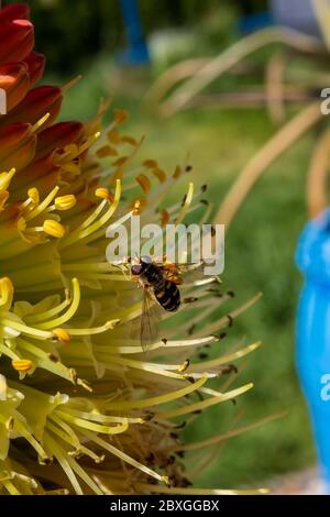 Winzige Schwebefliege saugt Nektar aus einer seltenen Raketenblume in einem frühen kühlen Frühlingsmorgen Stockfoto