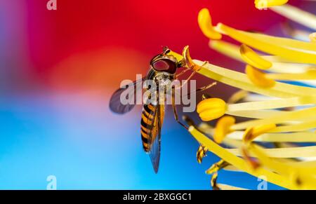 Winzige Schwebefliege saugt Nektar aus einer seltenen Raketenblume in einem frühen kühlen Frühlingsmorgen Stockfoto