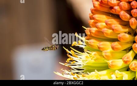 Winzige Schwebefliege saugt Nektar aus einer seltenen Raketenblume in einem frühen kühlen Frühlingsmorgen Stockfoto