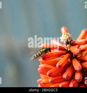 Winzige Schwebefliege saugt Nektar aus einer seltenen Raketenblume in einem frühen kühlen Frühlingsmorgen Stockfoto