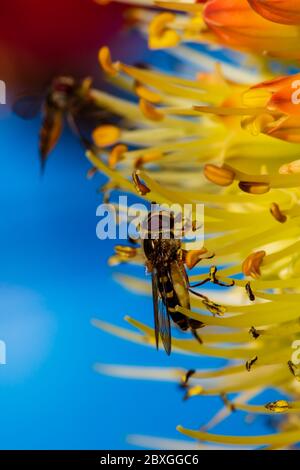 Winzige Schwebefliege saugt Nektar aus einer seltenen Raketenblume in einem frühen kühlen Frühlingsmorgen Stockfoto