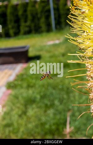 Winzige Schwebefliege saugt Nektar aus einer seltenen Raketenblume in einem frühen kühlen Frühlingsmorgen Stockfoto