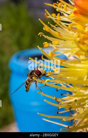 Winzige Schwebefliege saugt Nektar aus einer seltenen Raketenblume in einem frühen kühlen Frühlingsmorgen Stockfoto