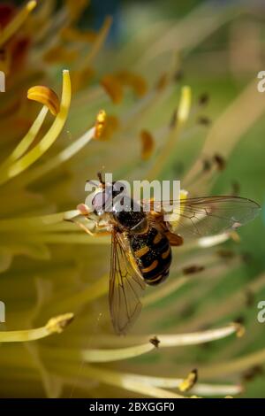 Winzige Schwebefliege saugt Nektar aus einer seltenen Raketenblume in einem frühen kühlen Frühlingsmorgen Stockfoto