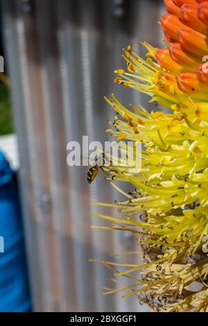 Winzige Schwebefliege saugt Nektar aus einer seltenen Raketenblume in einem frühen kühlen Frühlingsmorgen Stockfoto