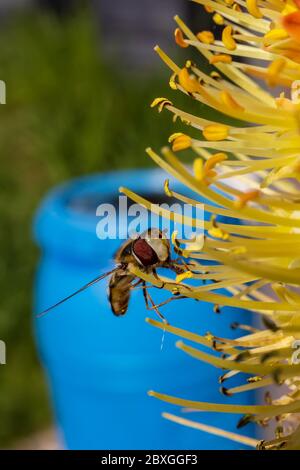 Winzige Schwebefliege saugt Nektar aus einer seltenen Raketenblume in einem frühen kühlen Frühlingsmorgen Stockfoto