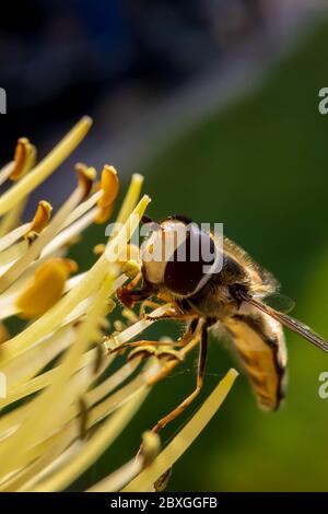 Winzige Schwebefliege saugt Nektar aus einer seltenen Raketenblume in einem frühen kühlen Frühlingsmorgen Stockfoto