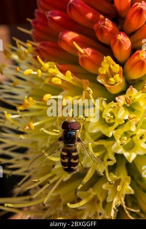 Winzige Schwebefliege saugt Nektar aus einer seltenen Raketenblume in einem frühen kühlen Frühlingsmorgen Stockfoto