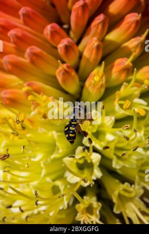 Winzige Schwebefliege saugt Nektar aus einer seltenen Raketenblume in einem frühen kühlen Frühlingsmorgen Stockfoto