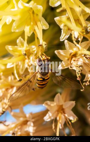 Winzige Schwebefliege saugt Nektar aus einer seltenen Raketenblume in einem frühen kühlen Frühlingsmorgen Stockfoto