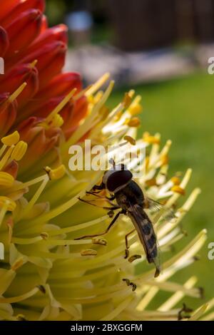 Winzige Schwebefliege saugt Nektar aus einer seltenen Raketenblume in einem frühen kühlen Frühlingsmorgen Stockfoto