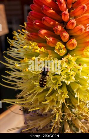 Winzige Schwebefliege saugt Nektar aus einer seltenen Raketenblume in einem frühen kühlen Frühlingsmorgen Stockfoto