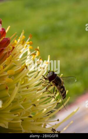 Winzige Schwebefliege saugt Nektar aus einer seltenen Raketenblume in einem frühen kühlen Frühlingsmorgen Stockfoto