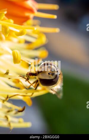 Winzige Schwebefliege saugt Nektar aus einer seltenen Raketenblume in einem frühen kühlen Frühlingsmorgen Stockfoto