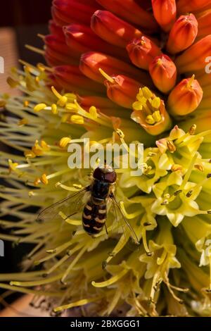 Winzige Schwebefliege saugt Nektar aus einer seltenen Raketenblume in einem frühen kühlen Frühlingsmorgen Stockfoto