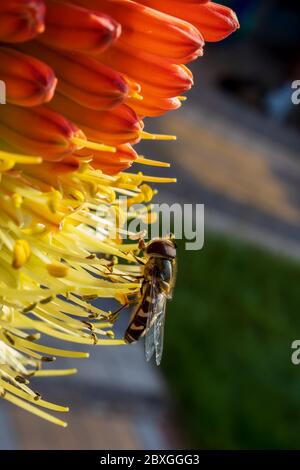 Winzige Schwebefliege saugt Nektar aus einer seltenen Raketenblume in einem frühen kühlen Frühlingsmorgen Stockfoto