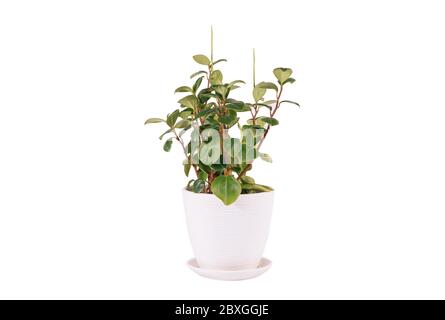 Peperomia magnoliyaefolia eingetopfter weißer Hintergrund Stockfoto