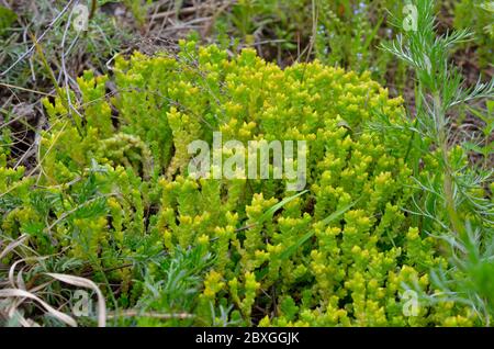 Sedum Acre, allgemein bekannt als Goldmoos Steinkropf, Moos Steinkropf, Goldmoos Sedum, beißenden Steinkropf und Steinpfeffer. Stockfoto