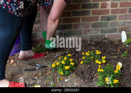 Weeding the garden, woman with hand fork digging out  weeds, uk Stockfoto