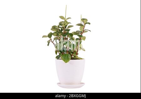 Peperomia magnoliyaefolia eingetopfter weißer Hintergrund Stockfoto