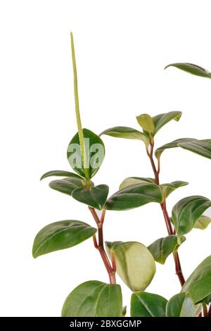 Peperomia magnoliyaefolia eingetopfter weißer Hintergrund Stockfoto