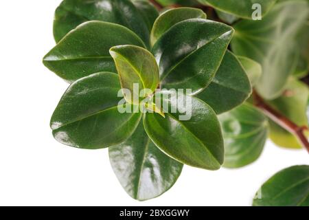 Peperomia magnoliyaefolia eingetopfter weißer Hintergrund Stockfoto