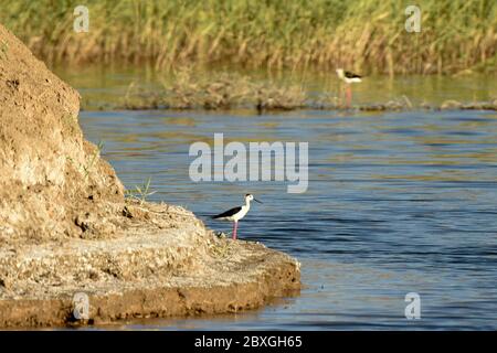 Altay, Chinas autonome Region Xinjiang Uygur. Juni 2020. Stelzen werden im Kalamayli Nature Reserve, nordwestlich Chinas Xinjiang Uygur Autonome Region, 1. Juni 2020, gesehen. Kredit: Ding Lei/Xinhua/Alamy Live News Stockfoto