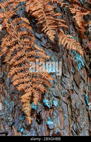 Detail von getrockneten Orangenblättern und grünen Flechten auf Kiefernrinde. Stockfoto