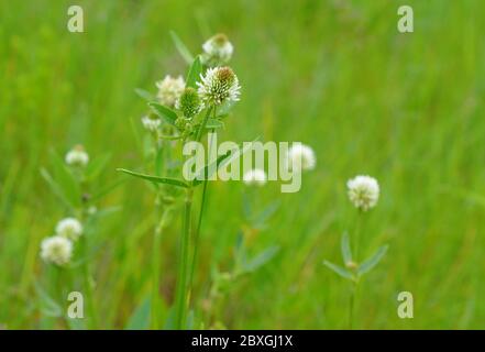 Blumen Trifolium montanum, der Bergklee auf der Wiese. Stockfoto