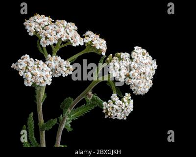 Blütenkopf und federleichtes Laub der britischen Schafgarbe Achillea millefolium Stockfoto