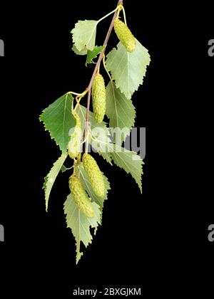 Laub und Kätzchen der britischen einheimischen Silberbirke, Betula pendula auf schwarzem Hintergrund Stockfoto