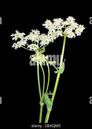 Blütenkopf der weißen Form der britischen Zweijahreswildblume, Heracleum spondylium, auf schwarzem Hintergrund Stockfoto