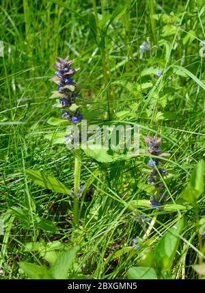 Ajuga reptans oder bugle, blue bugle bugleherb, bugleweed, carpetweed, Teppich bugleweed St. Lawrence Pflanze Stockfoto