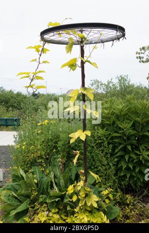 Goldener Hopfen - Humulus lupulus 'Aureus' - wächst auf einer recycelten Fahrradrad-Gartenskulptur. Stockfoto