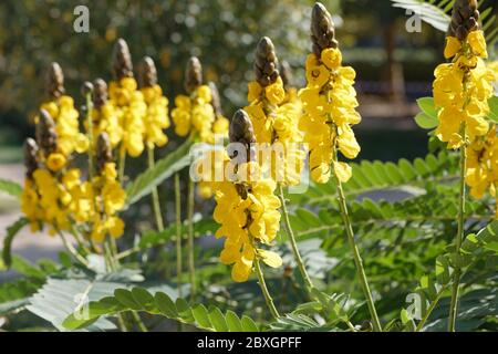 Gelbe Blüten von Senna didymobotrya in einem Garten. Die Pflanze ist unter den gemeinsamen Namen African senna, Popcorn senna, Kandelaber Baum und Erdnuss bekannt Stockfoto