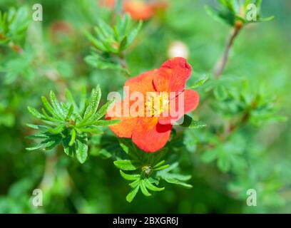 Potentilla fruticosa Red Ace eine Sommerblumenpflanze, die als Zinköl bekannt ist Stockfoto